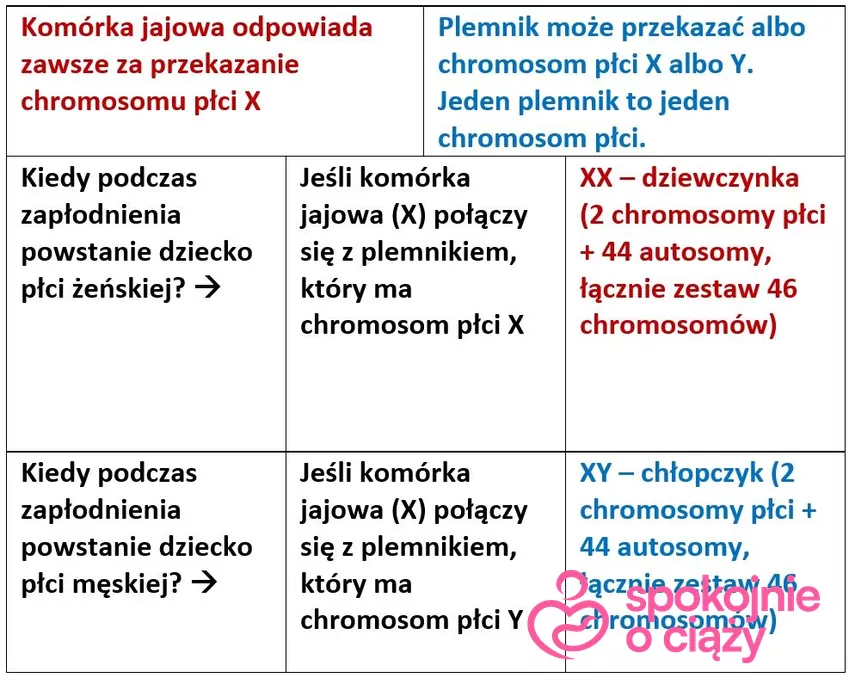 Determinizm płci dziecka tabela