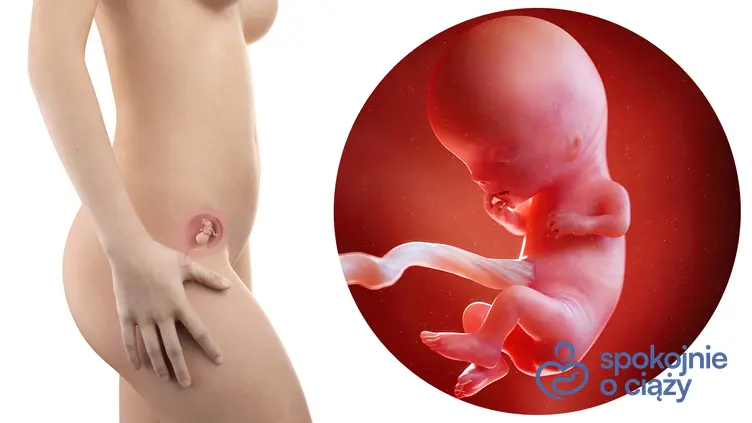 Zdjęcie wizualizujące rozwój płodu w 11 tygodniu ciąży, a także 11 tydzień ciąży krok po kroku