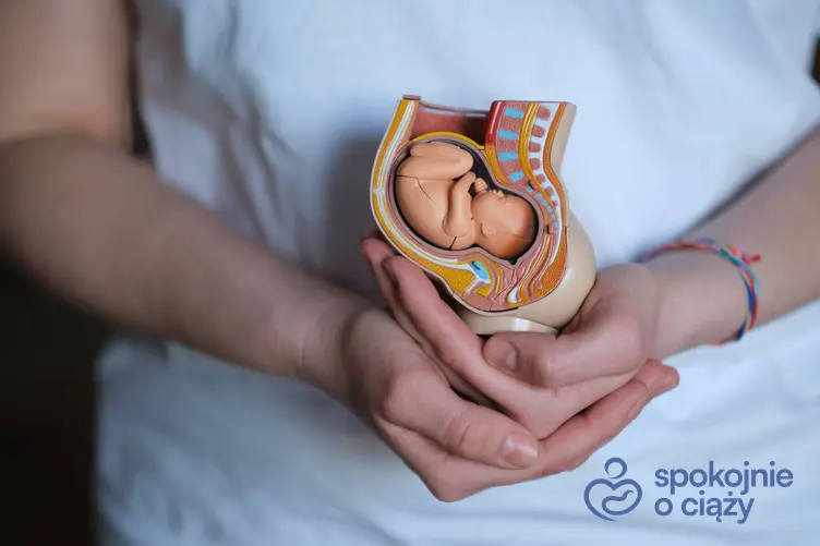 Kobieta trzymająca w dłoniach model macicy z płodem, a także jak zmienia się macica w ciąży