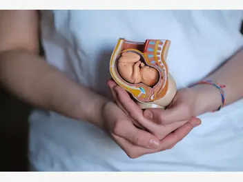 Ilustracja artykułu jak zmienia się macica w ciąży? położna wyjaśnia