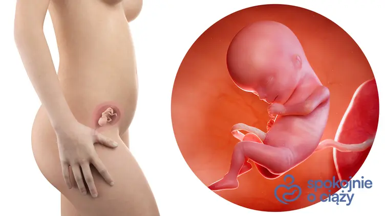 Zdjęcie wizualizujące rozwój płodu w 15 tygodniu ciąży, a także 15 tydzień ciąży krok po kroku