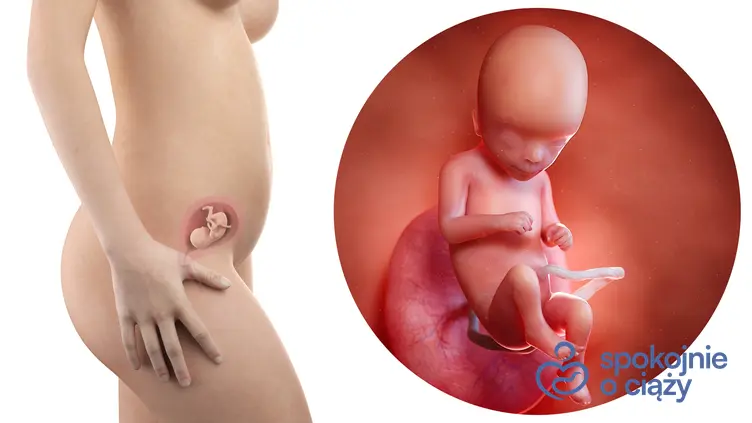 Zdjęcie wizualizujące rozwój płodu w 16 tygodniu ciąży, a także 16 tydzień ciąży krok po kroku