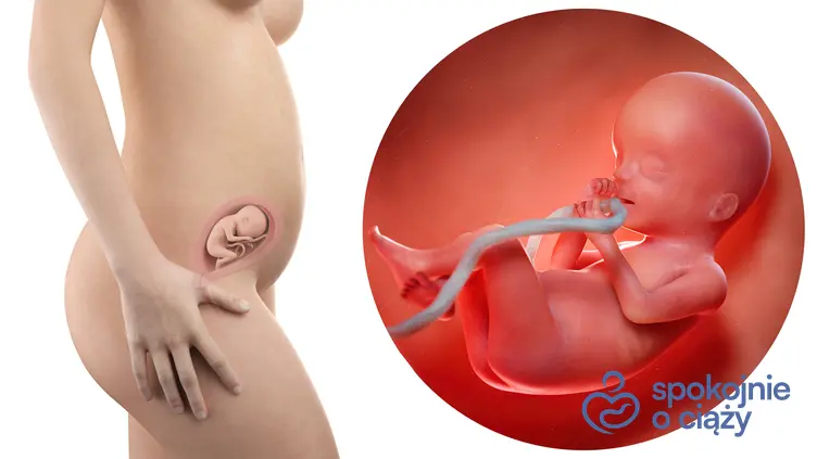 Zdjęcie wizualizujące rozwój płodu w 20 tygodniu ciąży, a także 20 tydzień ciąży krok po kroku