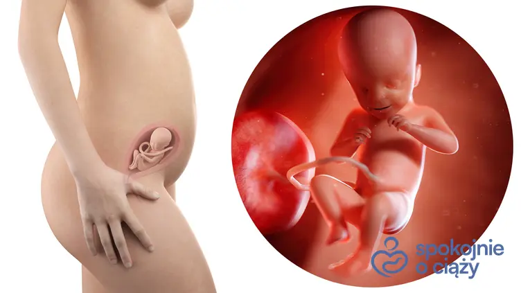 Zdjęcie wizualizujące rozwój płodu w 21 tygodniu ciąży, a także 21 tydzień ciąży krok po kroku