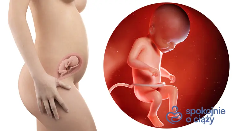 Zdjęcie wizualizujące rozwój płodu w 22 tygodniu ciąży, a także 22 tydzień ciąży krok po kroku