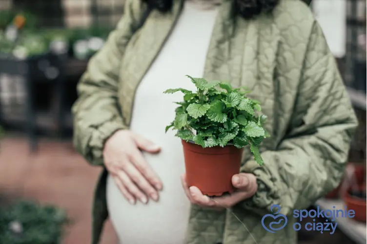Kobieta w ciąży trzymająca doniczkę z miętą, a także herbata miętowa w ciąży krok po kroku