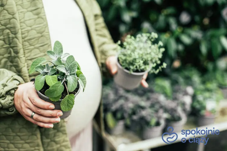 Kobieta w zaawansowanej ciąży trzymająca doniczki z ziołami, a także szałwia w ciąży krok po kroku