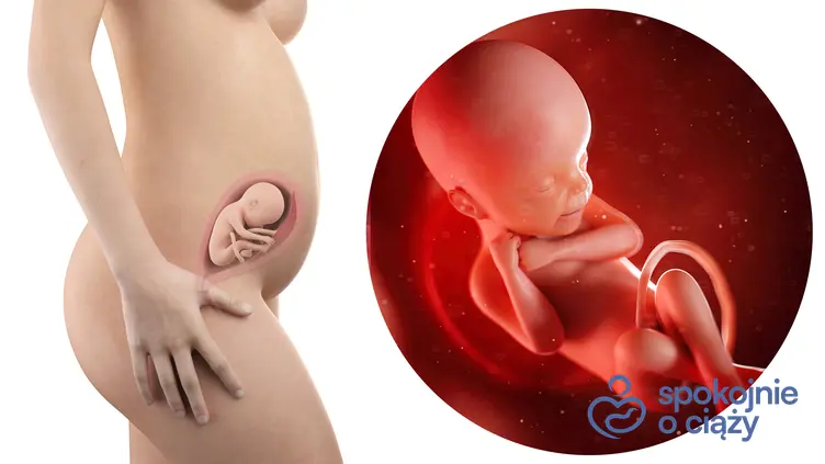 Zdjęcie wizualizujące rozwój płodu w 24 tygodniu ciąży, a także 24 tydzień ciąży krok po kroku