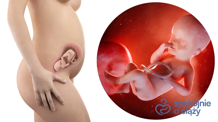 Zdjęcie wizualizujące rozwój płodu w 25 tygodniu ciąży, a także 25 tydzień ciąży krok po kroku