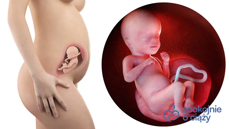 Zdjęcie wizualizujące rozwój płodu w 26 tygodniu ciąży, a także 26 tydzień ciąży krok po kroku