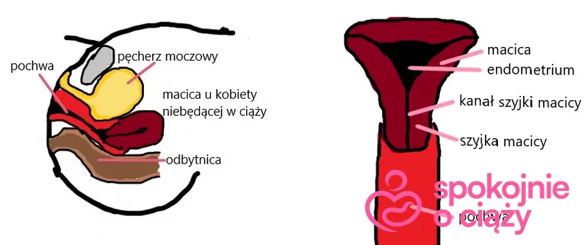 Zakaz Wsp ycia W Ci y Kiedy Nale y Powstrzyma Si Od Stosunku