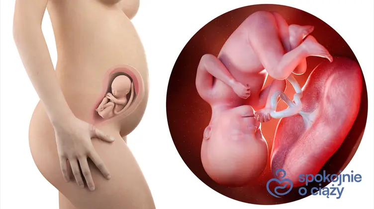 Zdjęcie wizualizujące rozwój płodu w 27 tygodniu ciąży, a także 27 tydzień ciąży krok po kroku
