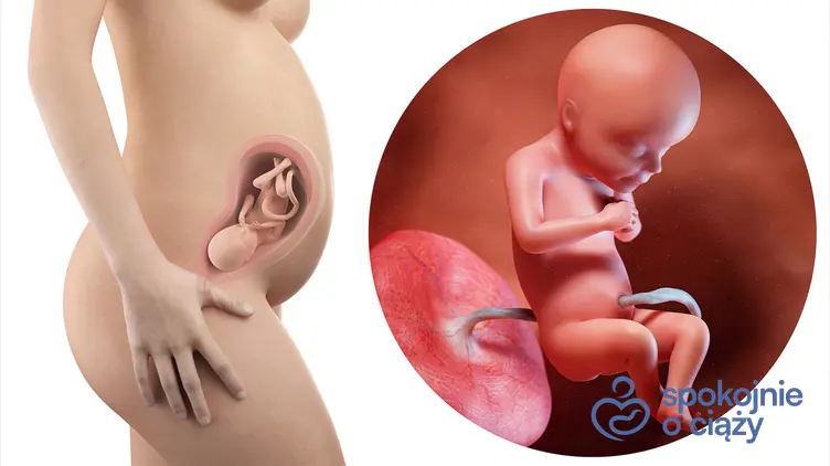 Zdjęcie wizualizujące rozwój płodu w 28 tygodniu ciąży, a także 28 tydzień ciąży krok po kroku