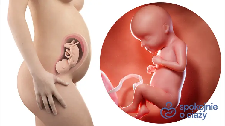 Zdjęcie wizualizujące rozwój płodu w 29 tygodniu ciąży, a także 29 tydzień ciąży krok po kroku