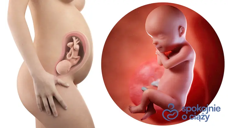Schematyczny rysunek płodu w 30 tygodniu ciąży, a także 30 tydzień ciąży krok po kroku