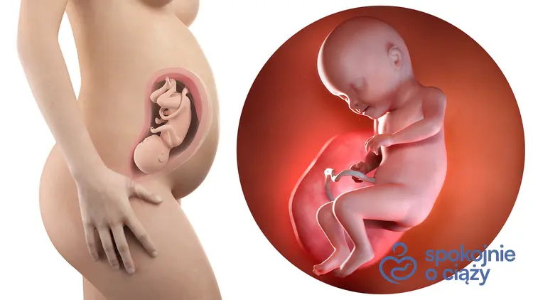 Schematyczny rysunek płodu w 31 tygodniu ciąży, a także 31 tydzień ciąży krok po kroku