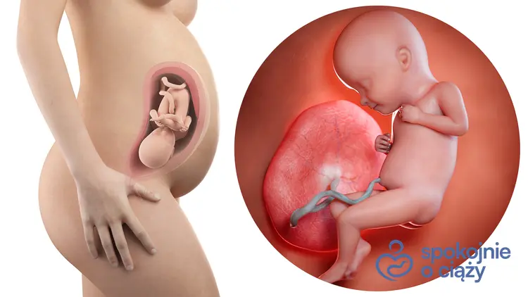 Schematyczny rysunek płodu w 32 tygodniu ciąży, a także 32 tydzień ciąży krok po kroku