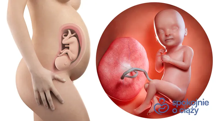 Schematyczny rysunek płodu w 33 tygodniu ciąży, a także 33 tydzień ciąży krok po kroku