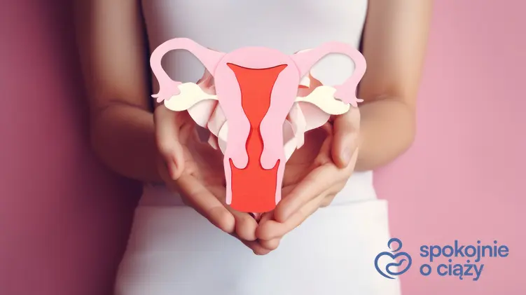 Kobieta trzymająca makietę macicy, a także endometrioza przed i w ciąży