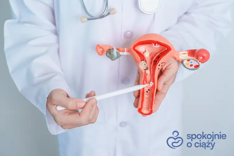 Lekarz trzymający model układu rozrodczego, a także menopauza a ciąża krok po kroku