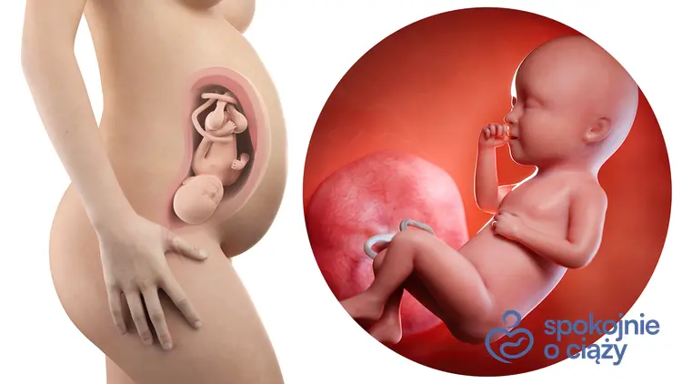 Schematyczny rysunek płodu w 34 tygodniu ciąży, a także 34 tydzień ciąży krok po kroku