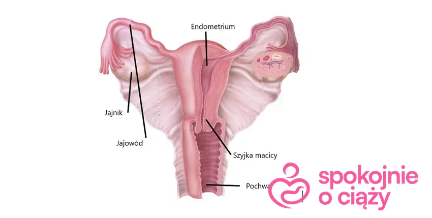 Obraz wewnętrznych narządów płciowych. Jak widać anatomicznie prącie może dostać się jedynie do pochwy, nie jest w stanie wejść dalej, źródło: Abrahams, Atlas anatomiczny, 2005 Narządy rodne