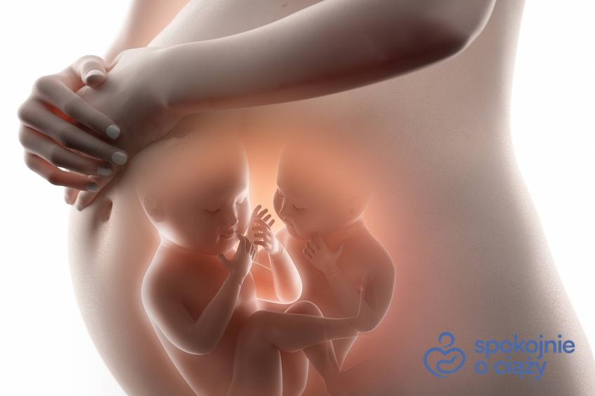Ciąża bliźniacza na wizualizacji komputerowej, a także informacje na temat ciąży mnogiej, jej przebiegu i porodu