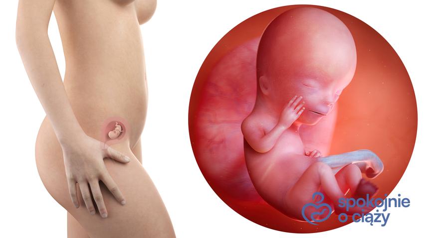 Zdjęcie wizualizujące rozwój płodu w 12 tygodniu ciąży, a także 12 tydzień ciąży krok po kroku