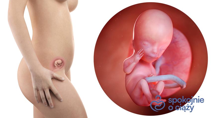 Zdjęcie wizualizujące rozwój płodu w 13 tygodniu ciąży, a także 13 tydzień ciąży krok po kroku