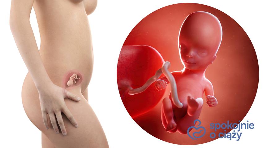 Zdjęcie wizualizujące rozwój płodu w 14 tygodniu ciąży, a także 14 tydzień ciąży krok po kroku