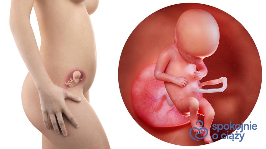 Zdjęcie wizualizujące rozwój płodu w 17 tygodniu ciąży, a także 17 tydzień ciąży krok po kroku