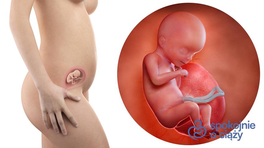 Zdjęcie wizualizujące rozwój płodu w 18 tygodniu ciąży, a także 18 tydzień ciąży krok po kroku