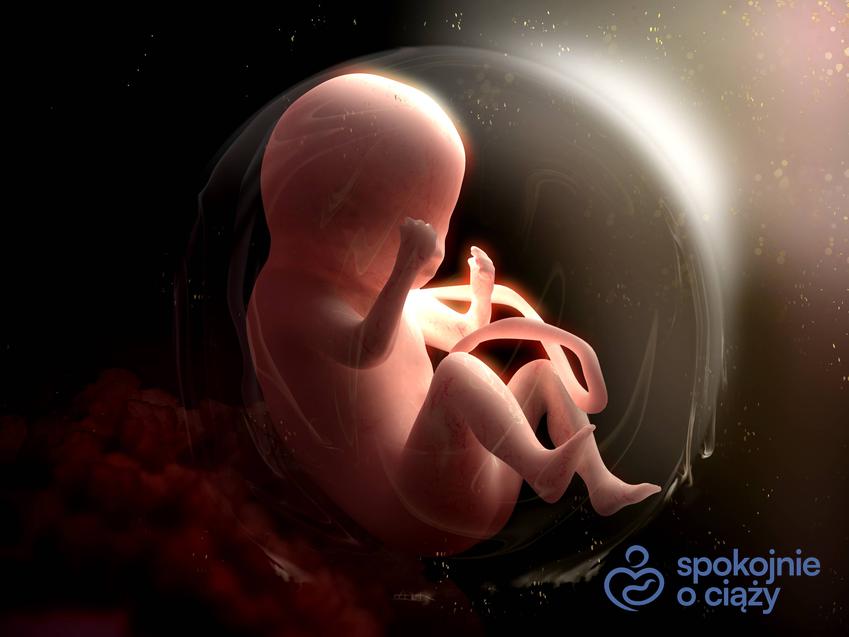 Płód z łożyskiem w macicy na wizualizacji, a także informacje, co może przenikać przez łożysko w ciąży